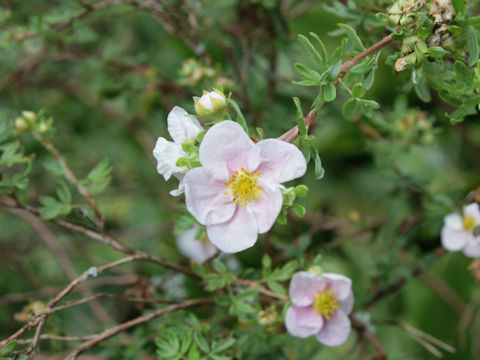 Rosa canina