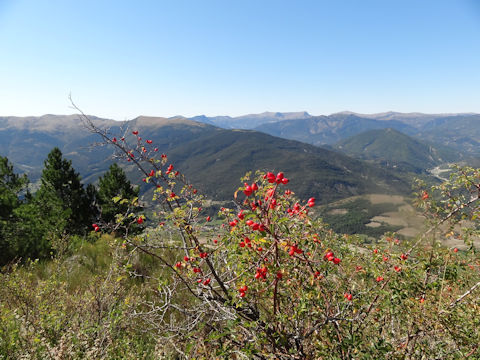 Rosa canina