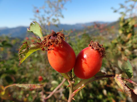 Rosa canina