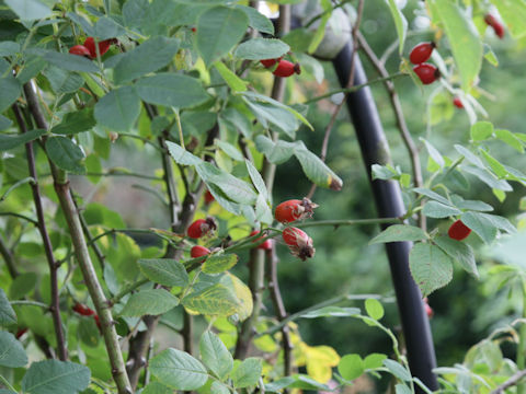 Rosa canina