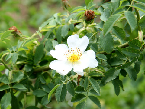 Rosa corymbifera