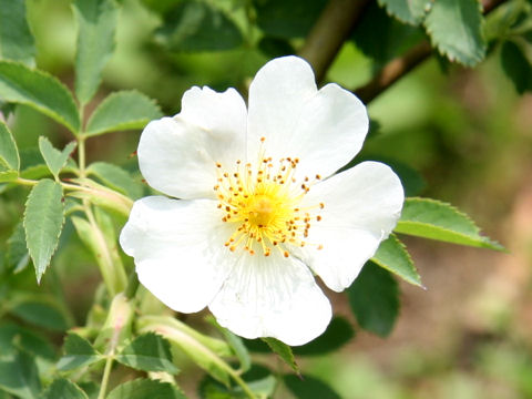 Rosa corymbifera