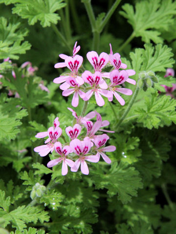 Pelargonium graveolens