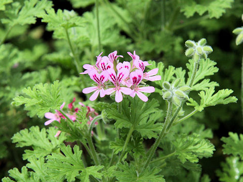 Pelargonium graveolens