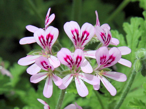 Pelargonium graveolens