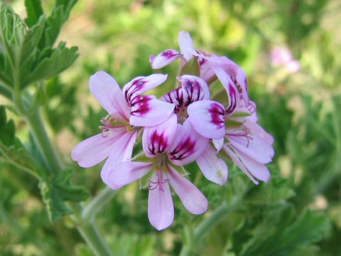 Pelargonium graveolens