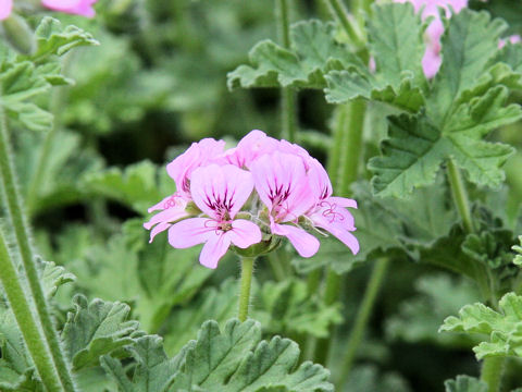 Pelargonium graveolens cv. Rober's Lemon Rose