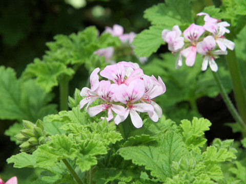 Pelargonium graveolens cv. Lemon Balm