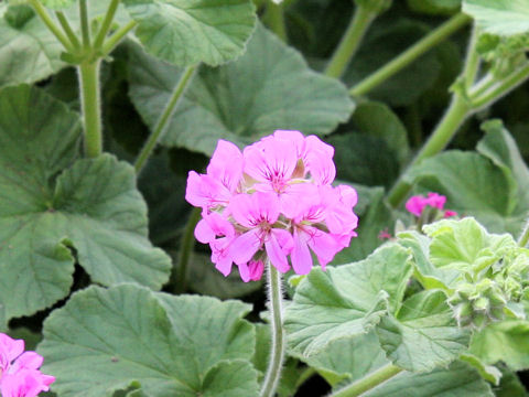 Pelargonium capitatum cv. Atomic Snow Flake