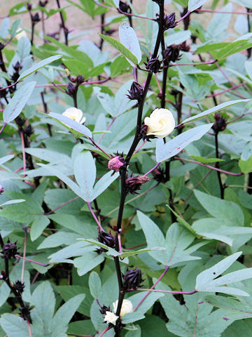 Hibiscus sabdariffa