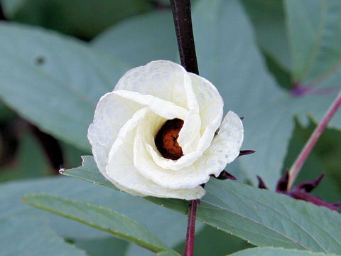 Hibiscus sabdariffa