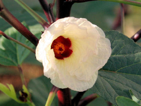 Hibiscus sabdariffa