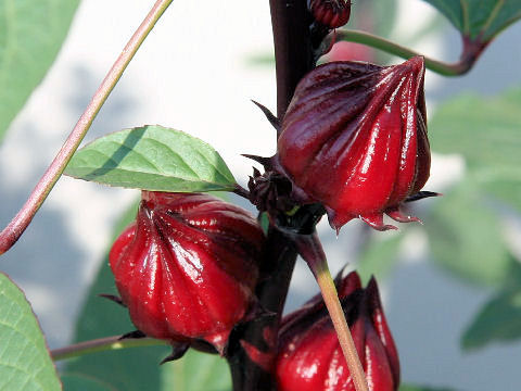 Hibiscus sabdariffa