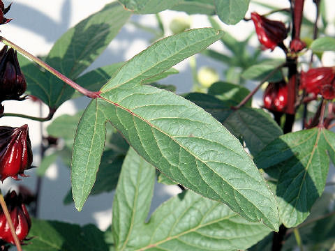 Hibiscus sabdariffa