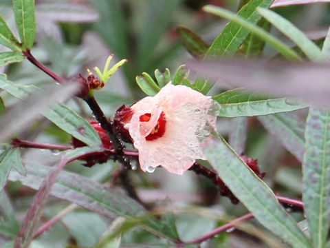 Hibiscus sabdariffa