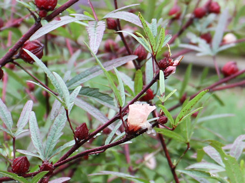 Hibiscus sabdariffa