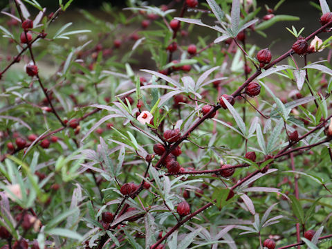 Hibiscus sabdariffa