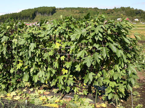 Hibiscus sabdariffa