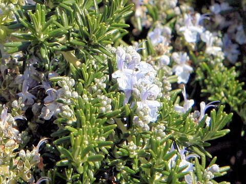 Rosmarinus officinalis