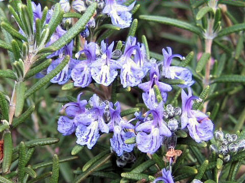 Rosmarinus officinalis