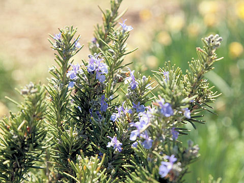 Rosmarinus officinalis