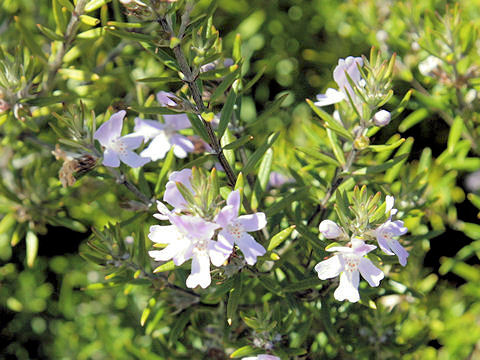 Rosmarinus officinalis