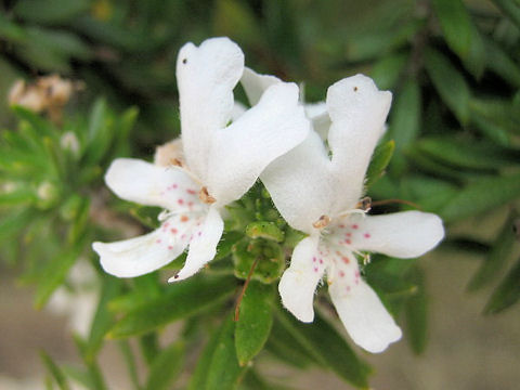 Rosmarinus officinalis