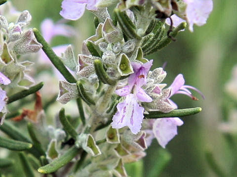 Rosmarinus officinalis cv. Majorca Pink