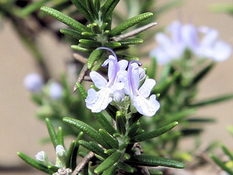 Rosmarinus officinalis cv. Santa Barbara