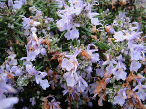 Rosmarinus officinalis