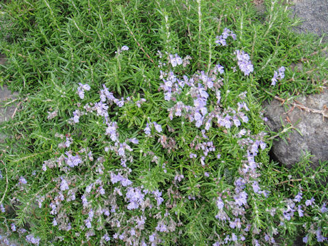 Rosmarinus officinalis