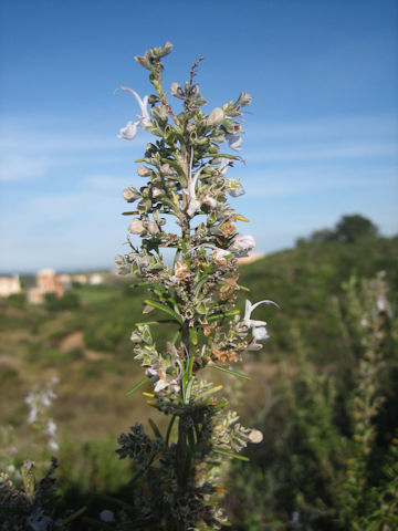 Rosmarinus officinalis