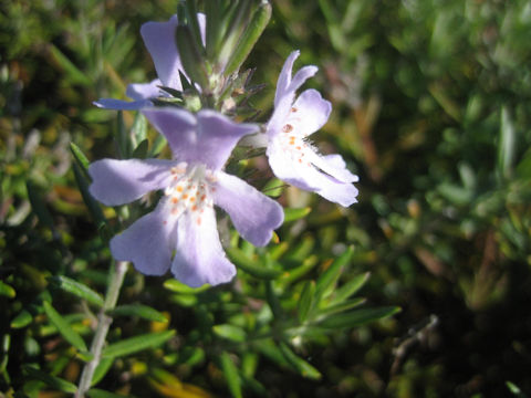 Rosmarinus officinalis