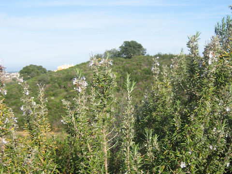 Rosmarinus officinalis