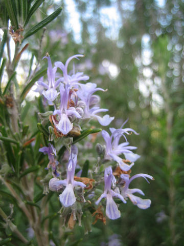 Rosmarinus officinalis cv. Santa Barbara