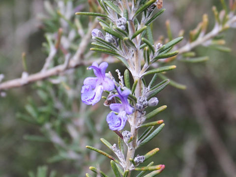 Rosmarinus officinalis