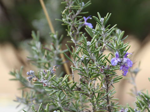 Rosmarinus officinalis