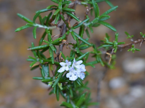 Rosmarinus officinalis