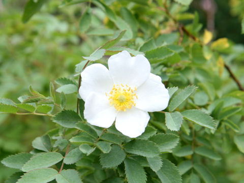 Rosa fedtschenkoana