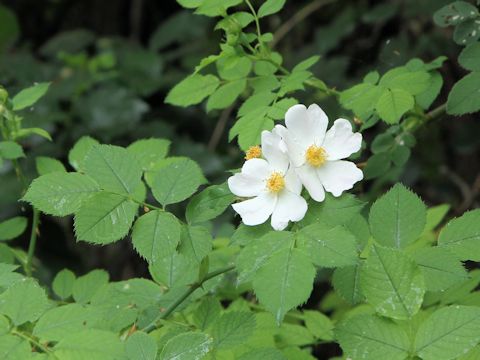 Rosa fedtschenkoana