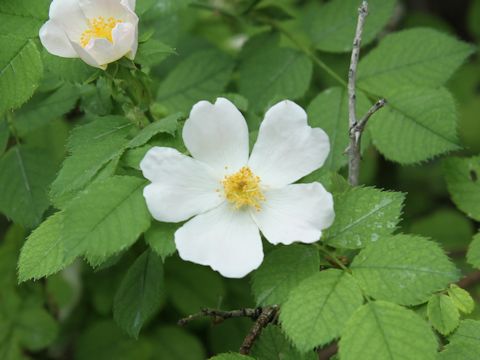 Rosa fedtschenkoana