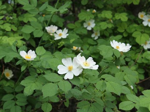 Rosa fedtschenkoana