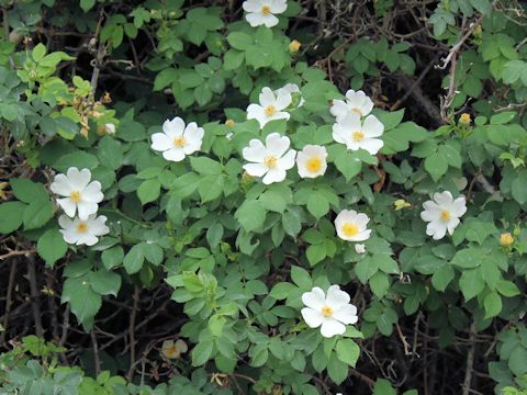 Rosa fedtschenkoana