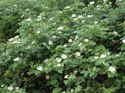 Rosa fedtschenkoana