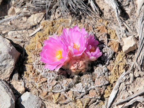 Roseocactus fissuratus