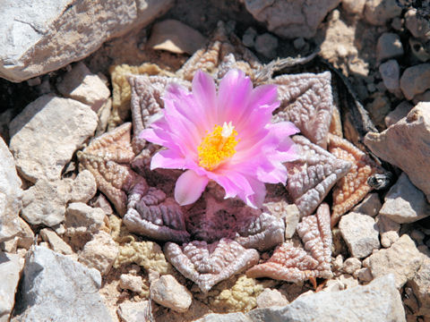 Roseocactus fissuratus
