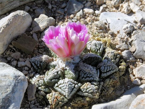 Roseocactus fissuratus