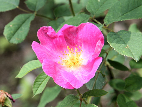 Rosa gallica