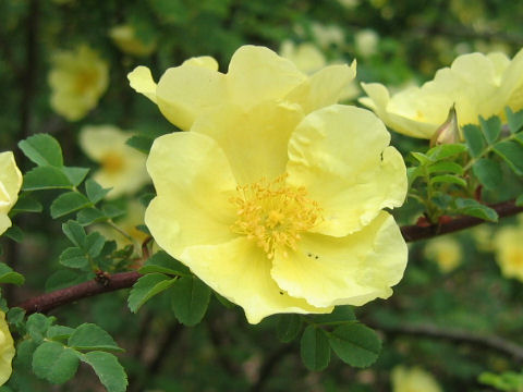 Rosa hugonis