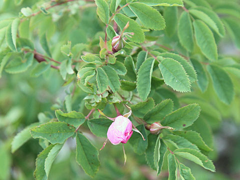 Rosa pendulina